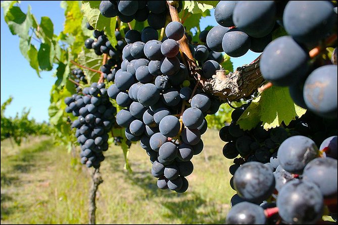 Small group - Napier Premium Winery , Beer & Cider + 5.5h to 6h. - Lunch With Cheese Platters or Pizzas: The Pace Reset You’ll Appreciate