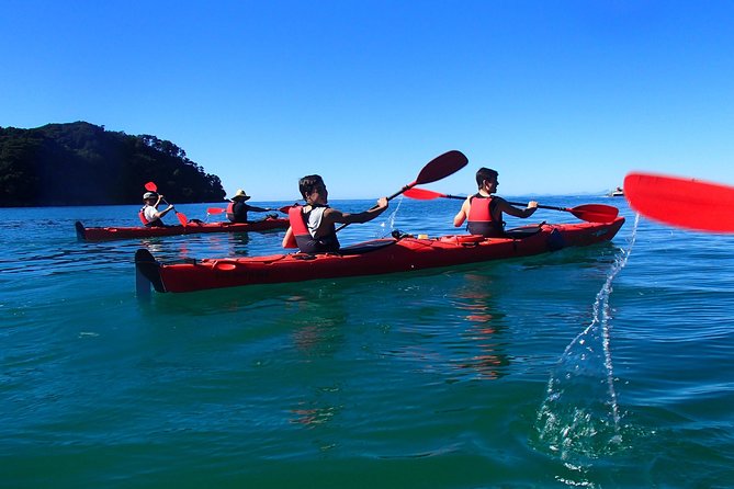 Southern Duo kayak & walk tour - Wildlife and birdsong: how to watch without missing the moment