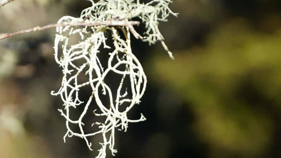Stevensons Island 2-Hour Cruise and Nature Walk - Practical tips for a smoother day on Lake Wanaka