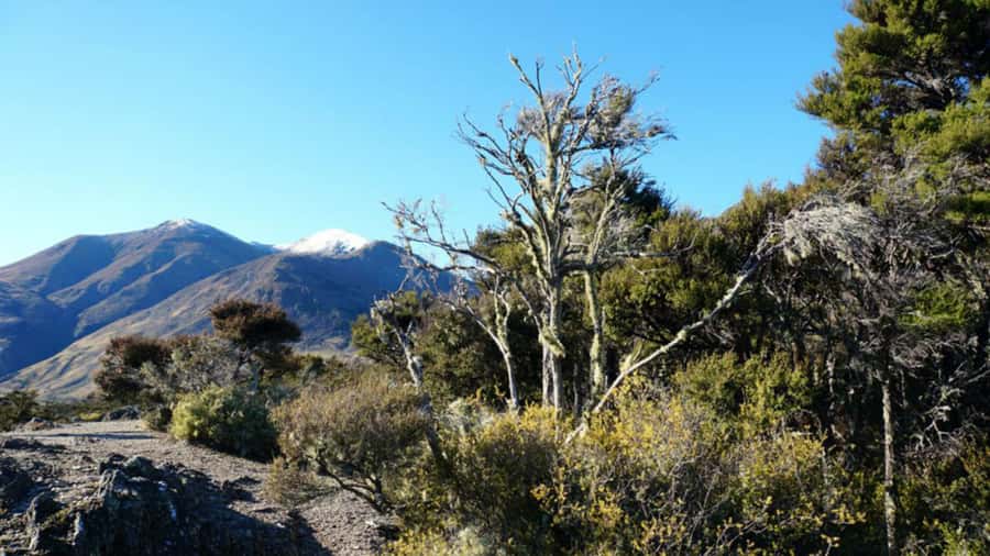 Stevensons Island 2-Hour Cruise and Nature Walk - Why Mount Burke and the high country sheep station matter