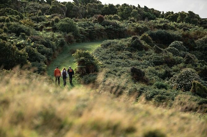 Stewart Island: Guided Wilderness Walk - Who should book this Oneke guided wilderness walk