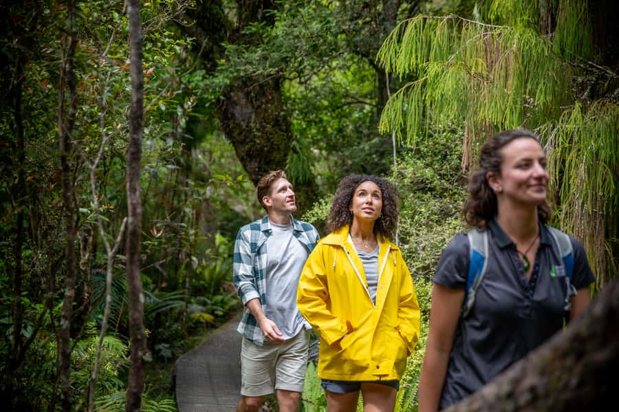 Stewart Island: Ulva Island Guided Wilderness Walk & Cruise - Wildlife viewing tips that improve your odds immediately