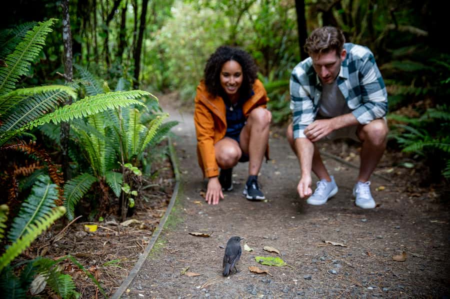 Stewart Island: Ulva Island Guided Wilderness Walk & Cruise - Price and value: what $86 buys you in real terms