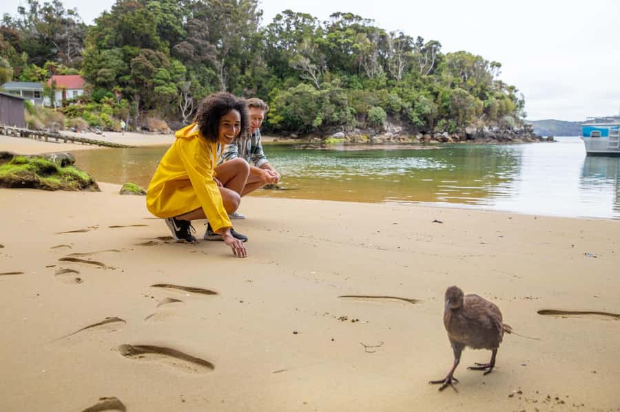 Stewart Island: Ulva Island Guided Wilderness Walk & Cruise - Paterson Inlet catamaran cruise: where wildlife and coast meet