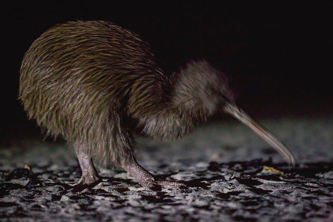 Stewart Island: Wild Kiwi Experiences - Little Glory Cove at night: torchlit searching for tokoeka