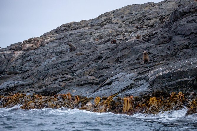 Stewart Island: Wild Kiwi Experiences - Oneke and The Neck: where kiwi meets cultural storytelling