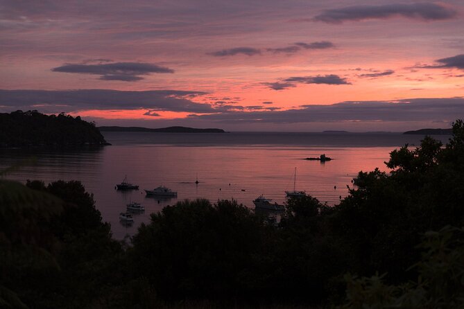 Stewart Island: Wild Kiwi Experiences - Guides, small groups, and the little tricks that improve your odds