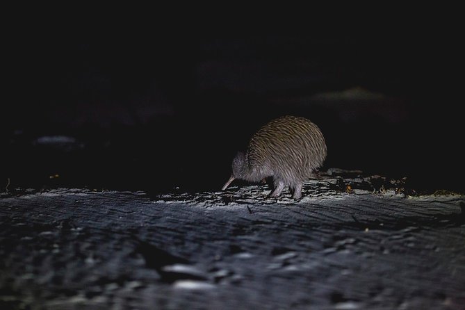 Stewart Island: Wild Kiwi Experiences - Footwear, weather, and the fitness reality check