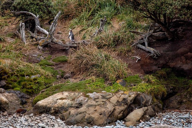 Stewart Island: Wild Kiwi Experiences - Who should book this kiwi search, and who should skip it