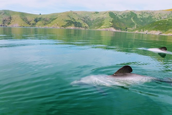 Sunrise wildlife sea kayaking in Akaroa marine reserve - Key highlights that make this sunrise safari worth it