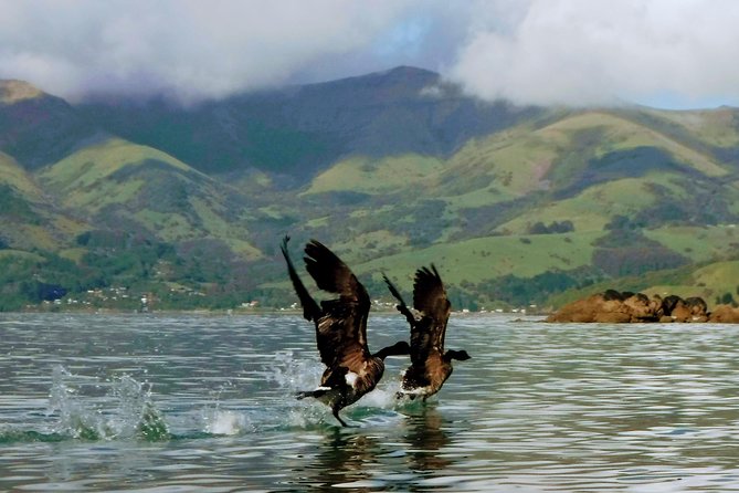 Sunrise wildlife sea kayaking in Akaroa marine reserve - Guides that make the paddling make sense