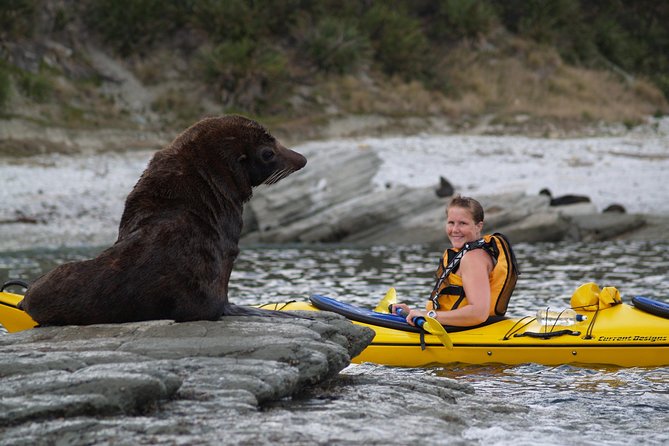 Sunset Evening Kayaking Tour - Kaikoura - Stop 2: Peninsula seal colony, how guaranteed viewing works