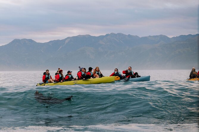 Sunset Kayak tour in Kaikoura - Kaikoura’s Peninsula Makes Wildlife Viewing Feel Effortless