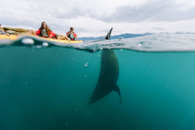 Sunset Kayak tour in Kaikoura - The Short, Real Itinerary: Meet, Gear Up, Cruise, Watch, Return