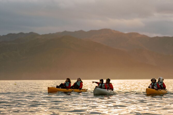 Sunset Kayak tour in Kaikoura - Wildlife You Can Aim For: Fur Seals First, Then the Extras