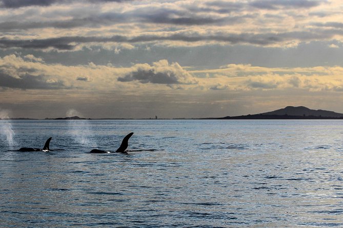 Sunset kayak tour to Rangitoto Island - Why Rangitoto is the best place for sunset in Auckland