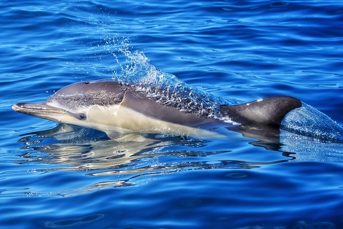 Swim With Wild Dolphins in Tauranga - On the water, your two ways to experience dolphins