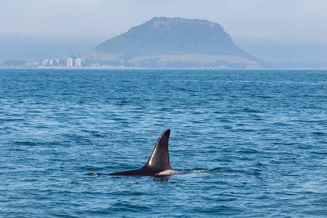Swim With Wild Dolphins in Tauranga - Live commentary and the hot drinks, why comfort helps wildlife viewing