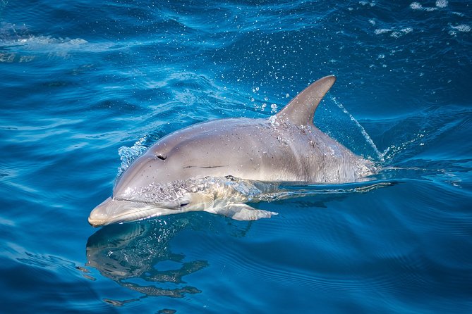 Swim With Wild Dolphins in Tauranga - Who can swim, and the ocean skills you actually need