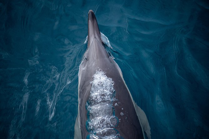 Swim With Wild Dolphins in Tauranga - When you might also spot more than dolphins