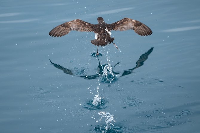 Swim With Wild Dolphins in Tauranga - Price in perspective, what $102.39 buys you in real terms