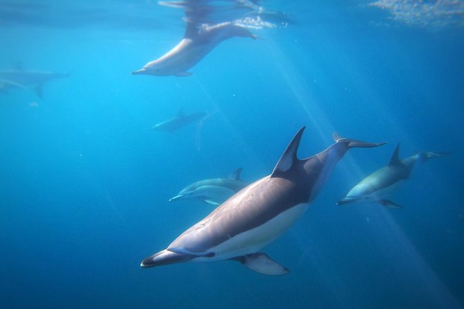 Swim With Wild Dolphins in Tauranga - Dolphin Seafaris launch point at Tauranga Bridge Marina, what to expect on arrival