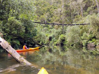 Hidden Lake Kayak Tour with Sunken Forest Views