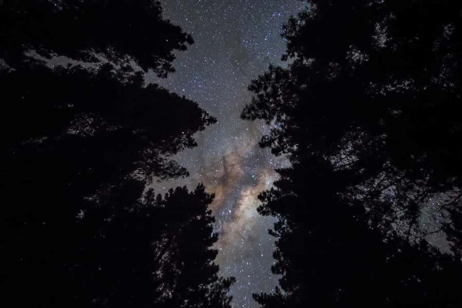 Tauranga: Evening Big Kanu Glowworm Tour - The pre-sunset launch: what happens in the first 30 to 45 minutes