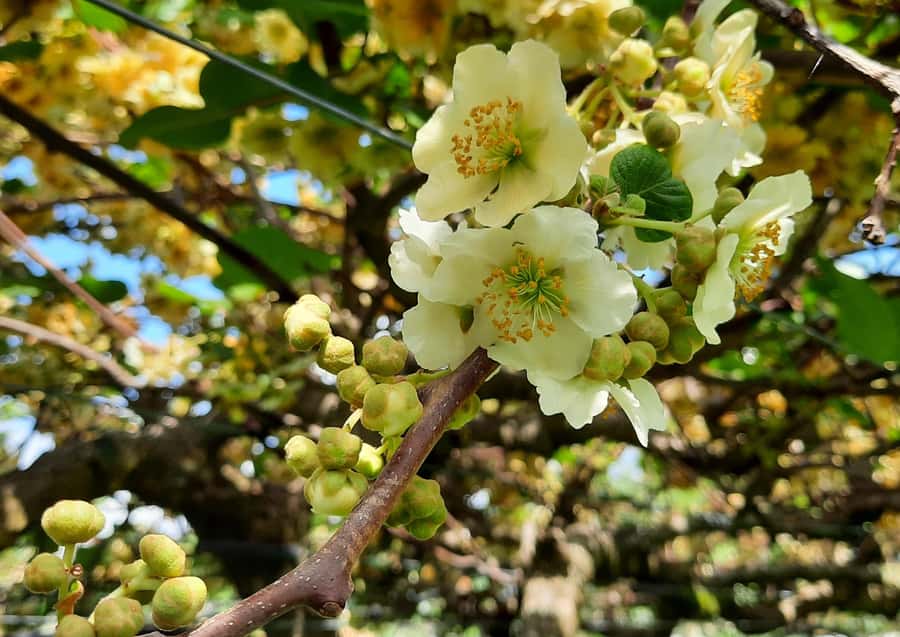 Tauranga: Kiwifruit Destination and Sights Shore Excursion - VIP transport and refreshments: the part that makes the day feel easier