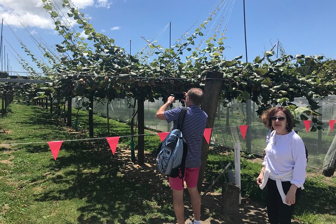 Tauranga Shore Excursion: History & Kiwifruit Tasting – 4 Hours - Quick highlights
