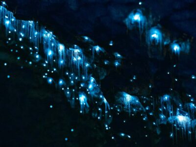 Glowworm Caves Guided Tour