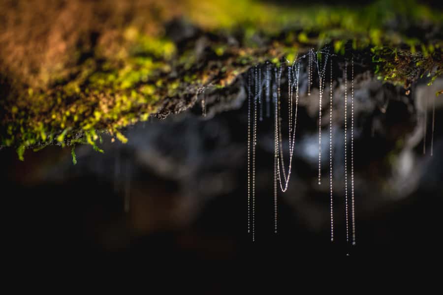 Te Anau: Glowworm Caves Guided Tour - The glowworm grotto by small boat: what pitch black really does