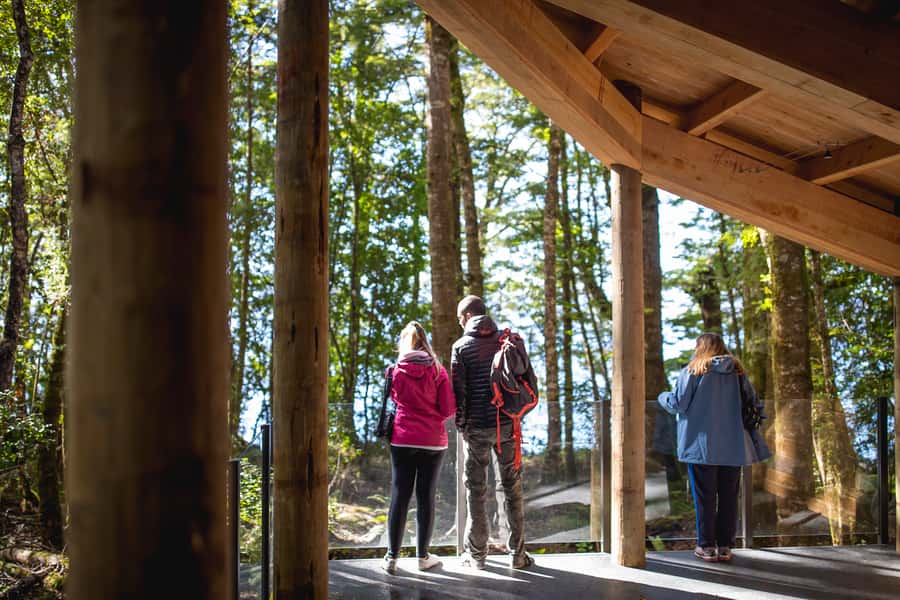 Te Anau: Glowworm Caves Guided Tour - Optional forest experience: local flora adds another layer