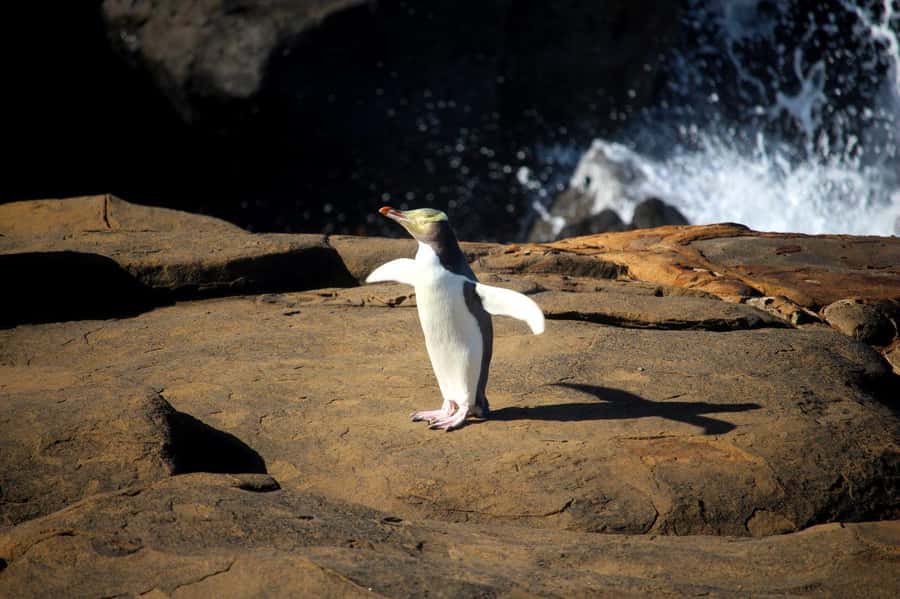 Te Anau to Dunedin via the Catlins & Invercargill 1 Way Tour - How wildlife spotting really plays out on this route