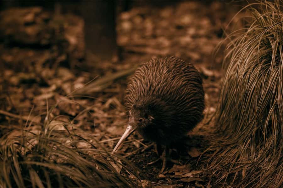 Te Puia: Te Rā Guided Day Tour - Te Puia in 90 minutes, the practical way to see Rotorua geothermal