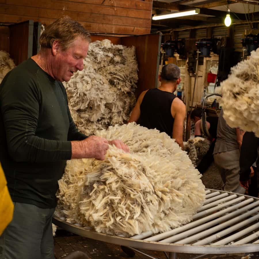 Tekapo: Merino Sheep Shearing and Sheepdog Demonstration - Key highlights I’d plan my day around