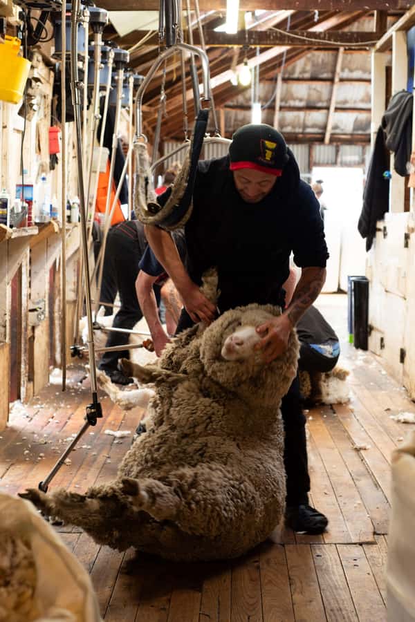 Tekapo: Merino Sheep Shearing and Sheepdog Demonstration - Merino Shearing Meets Lake Tekapo Views