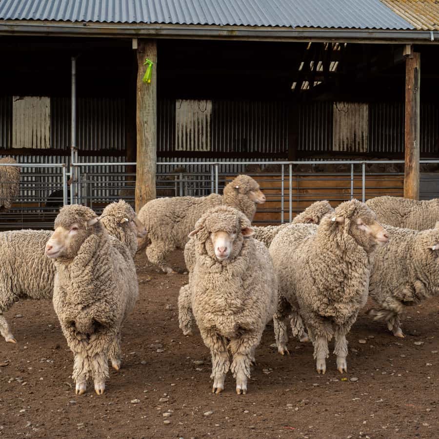 Tekapo: Merino Sheep Shearing and Sheepdog Demonstration - Watching Merino Wool Come Off in One Piece
