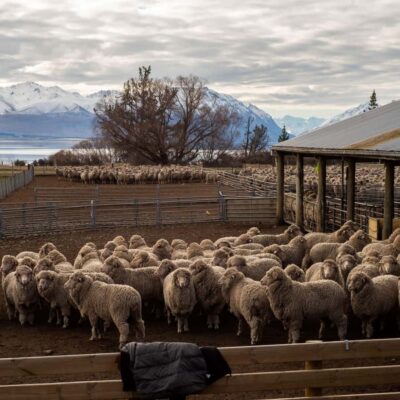 Tekapo: Merino Sheep Shearing and Sheepdog Demonstration