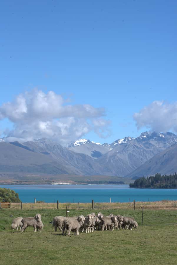 Tekapo: Merino Sheep Shearing and Sheepdog Demonstration - Ethan’s Farm Explanation Style (and Why It Works)