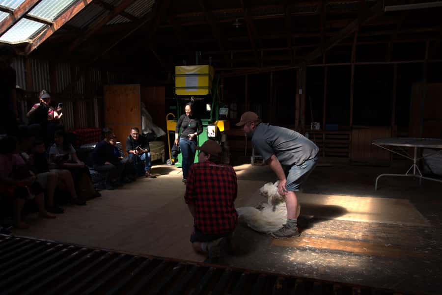 Tekapo: Merino Sheep Shearing and Sheepdog Demonstration - Sheepdog Demonstration: Training, Whistles, and Agility