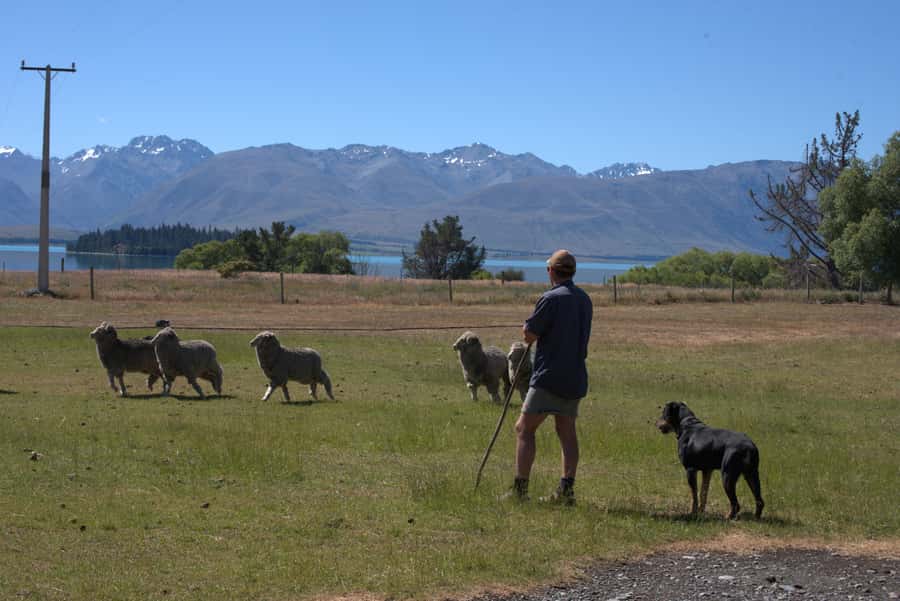 Tekapo: Merino Sheep Shearing and Sheepdog Demonstration - Sheep Racing and the Quick Moments of Farm Joy
