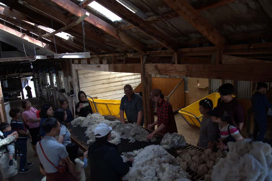 Tekapo: Merino Sheep Shearing and Sheepdog Demonstration - What to Bring (and How to Dress for Tekapo Weather)