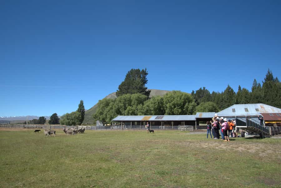 Tekapo: Merino Sheep Shearing and Sheepdog Demonstration - Price and Value for a Focused 1-Hour Stop