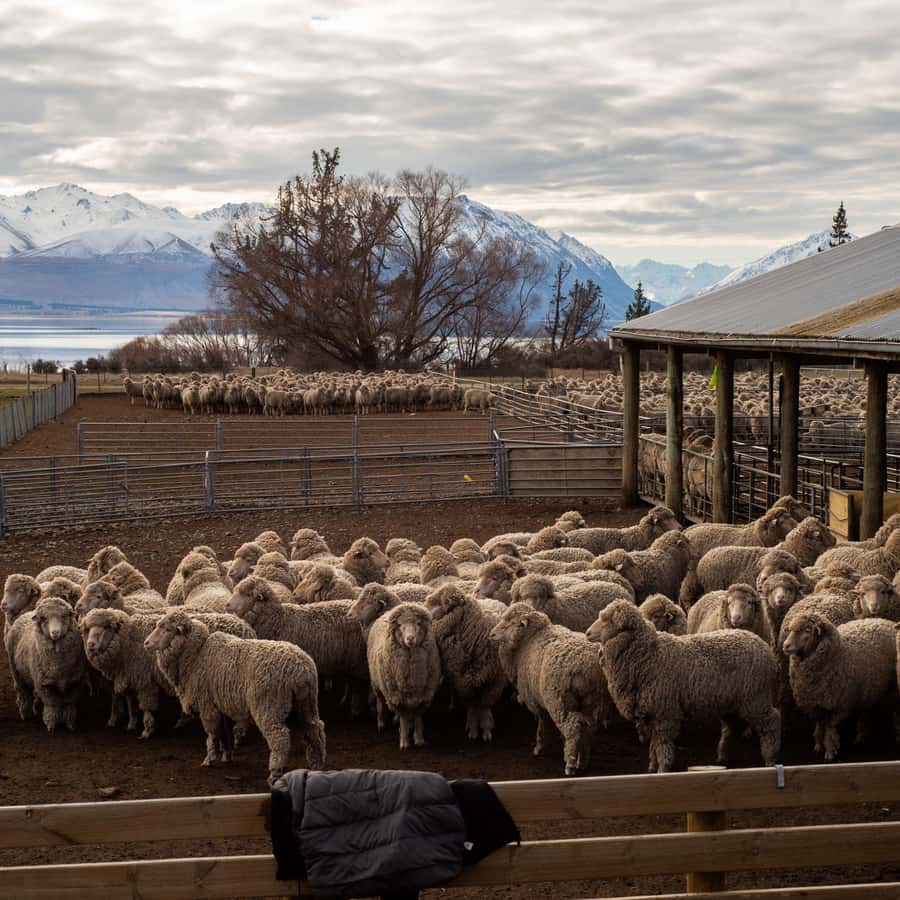 Tekapo: Merino Sheep Shearing and Sheepdog Demonstration - Mt Hay Station: Getting Oriented Before the Action