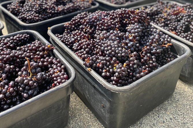 The Boutique Experience: Waiheke Best Cellar Tour (11 guests max) - Waiheke Best Cellar: why this tour feels different