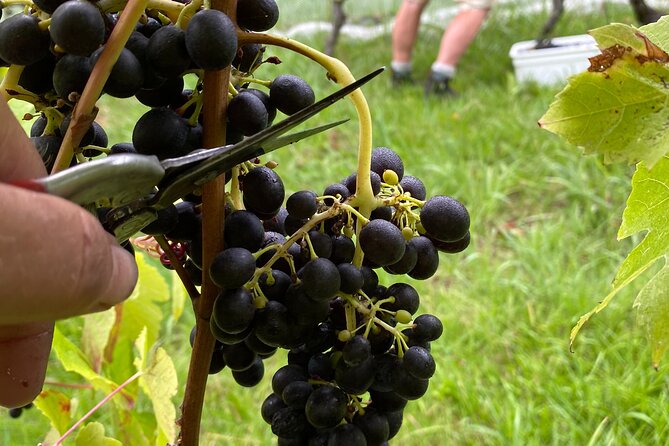 The Boutique Experience: Waiheke Best Cellar Tour (11 guests max) - Lunch options: great view, extra cost