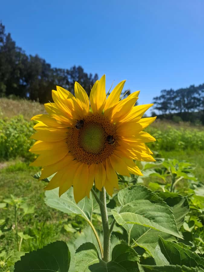 The Boutique Experience: Waiheke Island Best Cellar Tour - FAQ