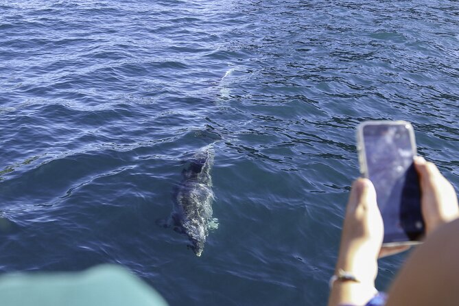 The Original Full day Bay of Islands Cruise with Dolphins - Motukōkako (Piercy) Island and the approach to Hole in the Rock