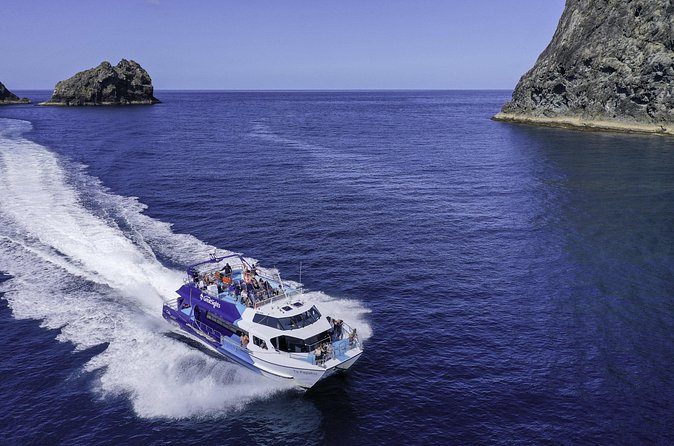 The Original Full day Bay of Islands Cruise with Dolphins - Boom-netting, conditions permitting, and how to set your expectations